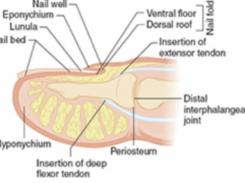 Nail Basics