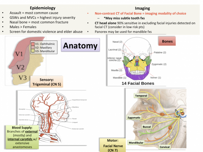 Back to Basics: Approach to Facial Trauma