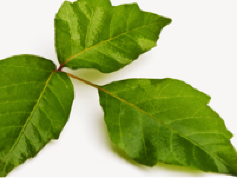Back to the Basics: Poison Ivy (Toxicodendron) Dermatitis