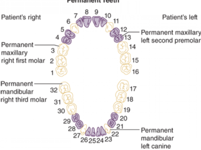 Back to Basics: Dental Pain